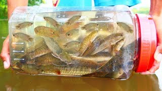 Primitive Fish Trap -Survival Basics- Build and Catch 
